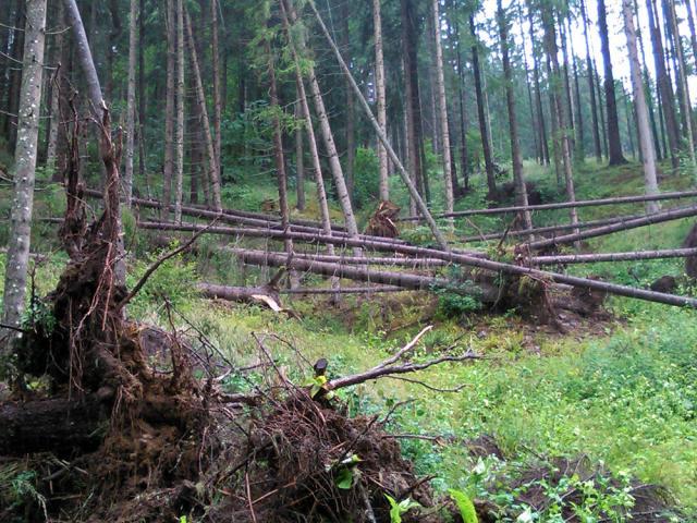 Mii de arbori, smulşi din pământ sau rupţi, după o furtună de un sfert de oră