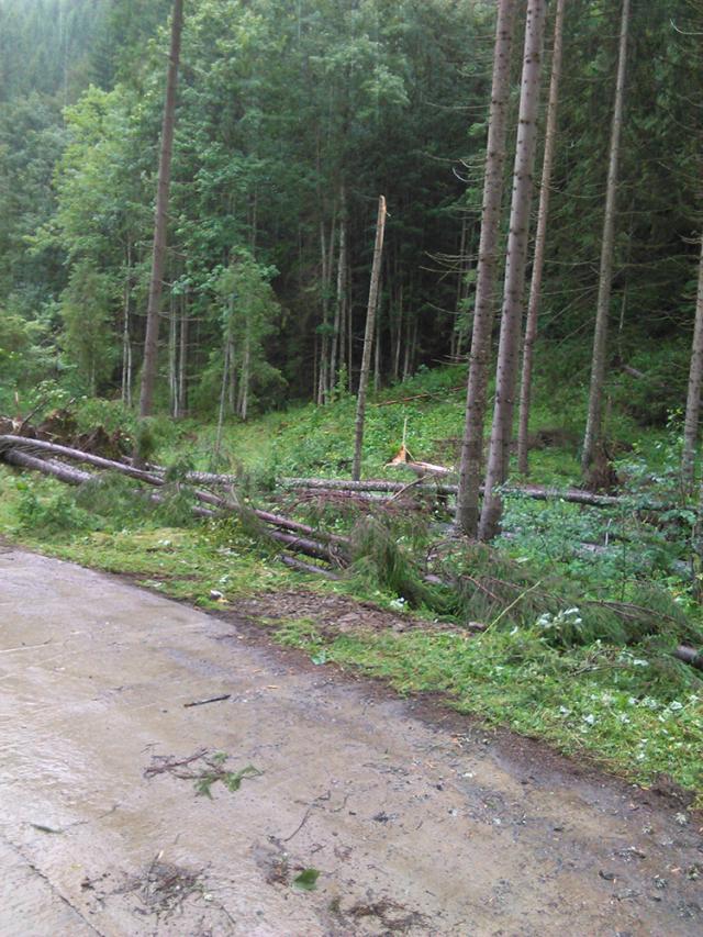 Mii de arbori, smulşi din pământ sau rupţi, după o furtună de un sfert de oră