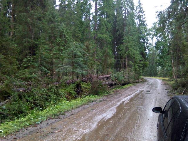 Mii de arbori, smulşi din pământ sau rupţi, după o furtună de un sfert de oră