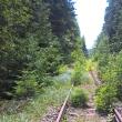 În doar câţiva ani, calea ferată Poiana Stampei - Dornişoara s-a transformat într-o mică pădure