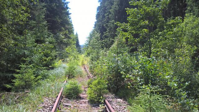 În doar câţiva ani, calea ferată Poiana Stampei - Dornişoara s-a transformat într-o mică pădure