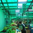Problema verdelui intens din Piaţa Centrală, rezolvată prin montarea de luminatoare