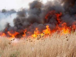 Numărul incendiilor de vegetaţie s-a înmulţit în ultima perioadă. Foto: monitorulbt.ro
