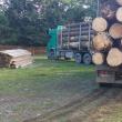 Transport ilegal de masă lemnoasă confiscat în Gura Humorului de Garda Forestieră şi IPJ