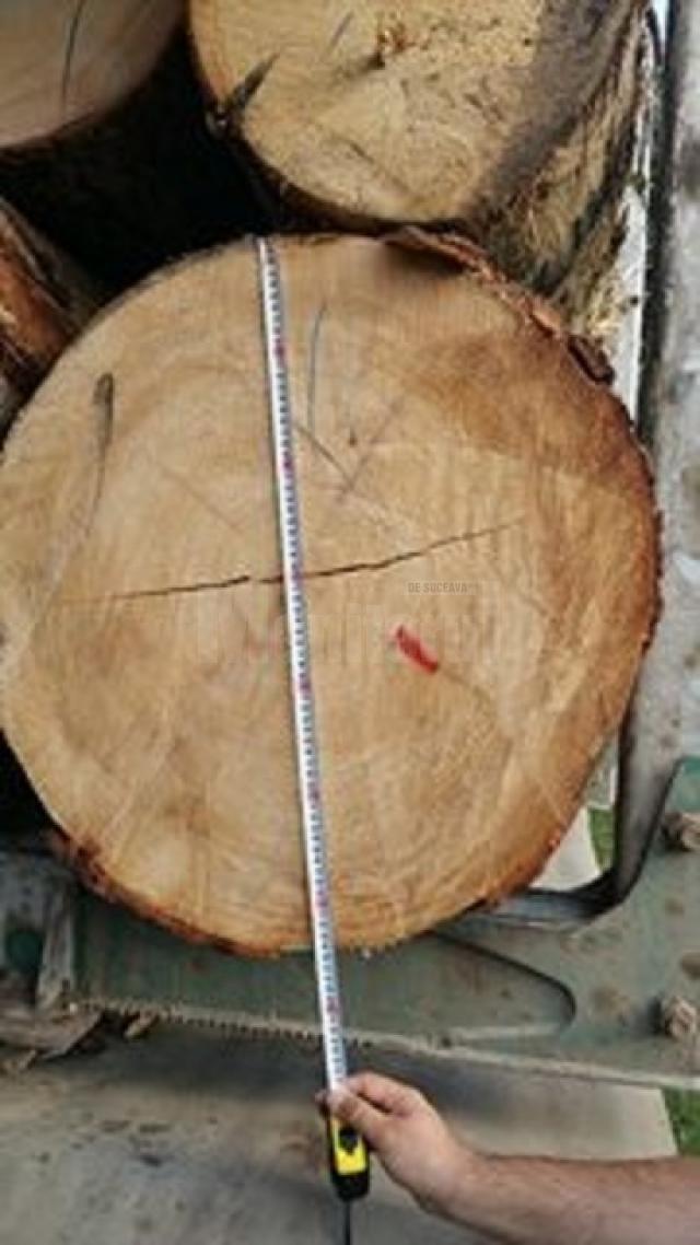 Diametrul arborilor din transportul ilegal diferea faţă de cel înregistrat în documentele de transport, eliberate pentru alte ore