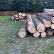 Transport ilegal de masă lemnoasă confiscat în Gura Humorului de Garda Forestieră şi IPJ