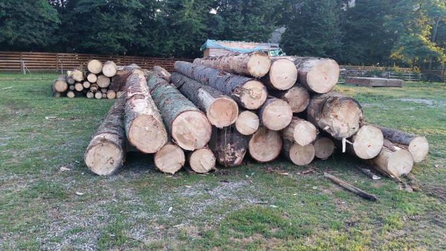 Arbori nemarcaţi, tăiaţi de firma care exploata masa lemnoasă dintr-o pădure