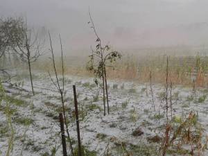 Grindina a provocat distrugeri pe 5.176 de hectare de teren cultivate cu diferite culturi