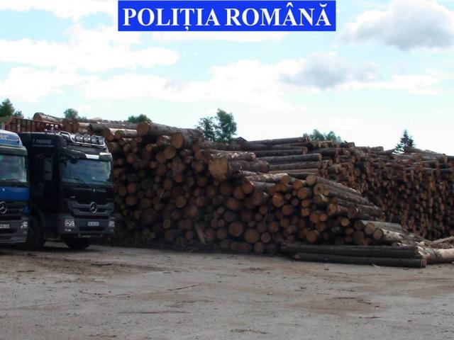 Materialul lemnos care a fost confiscat