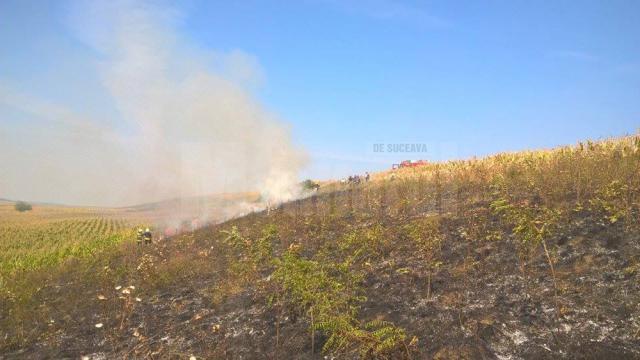 Pompieri intervenind pentru stingerea unui incendiu de vegetaţie uscată