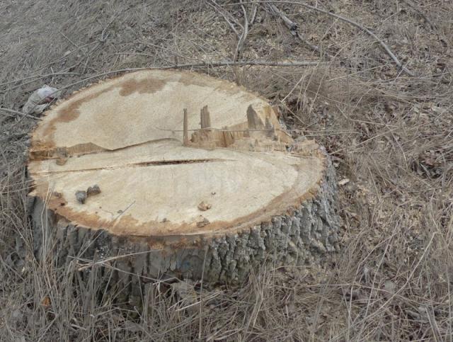Administratorul unei firme de exploatare a materialului lemnos, prins după ce a tăiat aproape 50 de copaci nemarcaţi