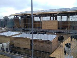 Adăpostul construit fără nici o autorizaţie de Asociaţia Bruno Pet