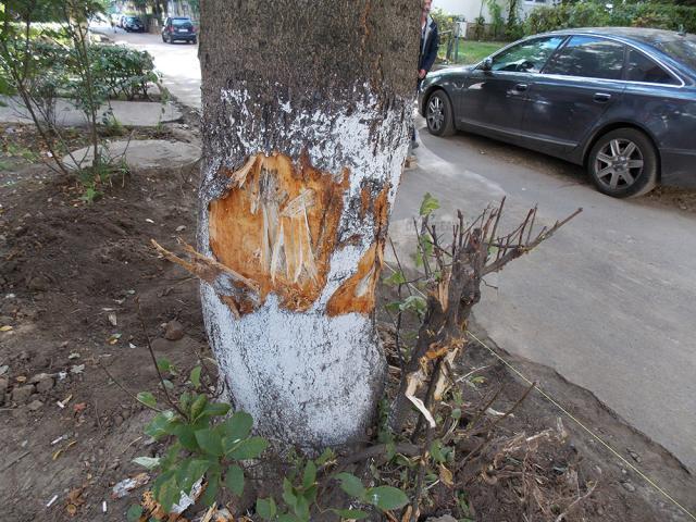 Arbore lovit de un muncitor cu toporul, pentru a fi tăiat
