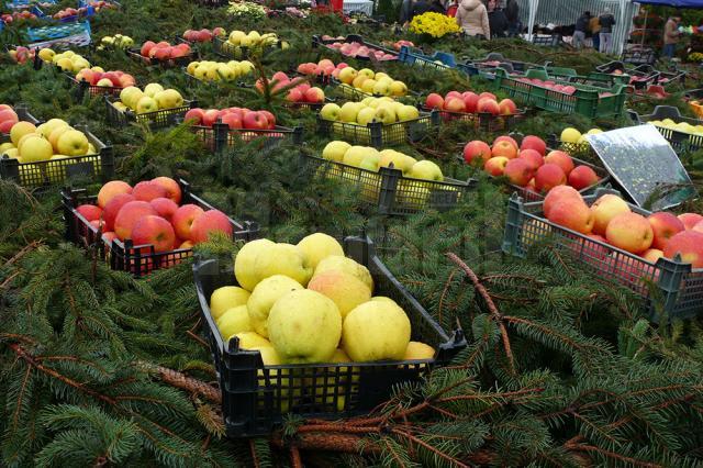 Producătorii au expus peste 32 de soiuri de mere