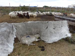 O turmă cu oi înfometate sau moarte, o imagine de groază  la câţiva metri de aeroportul internaţional