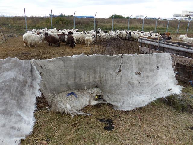 O turmă cu oi înfometate sau moarte, o imagine de groază  la câţiva metri de aeroportul internaţional