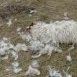 Pe o distanță de zeci de metri de metri în jurul ţarcului puteai găsi rămăşitele oilor moarte