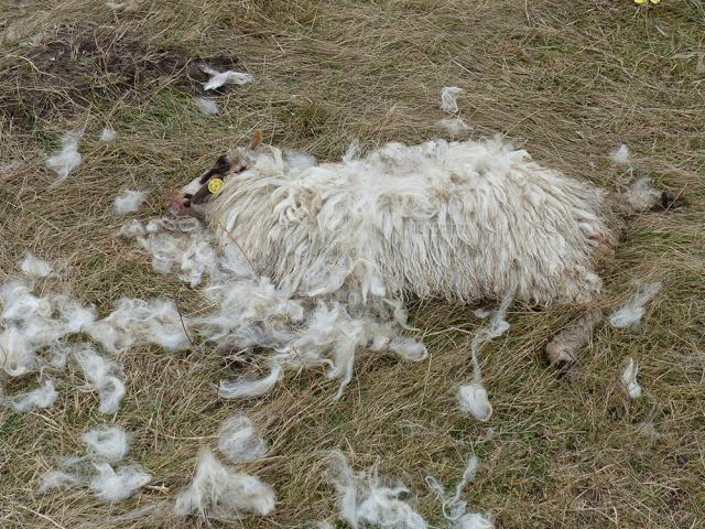 Pe o distanță de zeci de metri de metri în jurul ţarcului puteai găsi rămăşitele oilor moarte