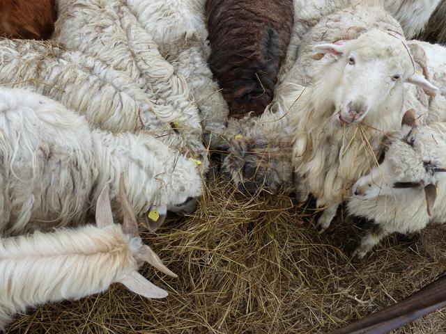 Bătaia e mare pentru cele câteva fire de fân uscat aruncate în mijlocul oilor înfometate