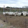 Ţarcul în care oile stau închise în permanență, în preajma aeroportului Salcea