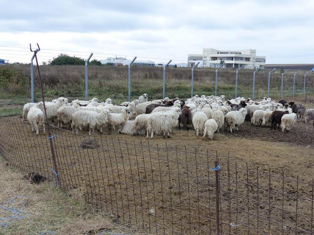 Ţarcul în care oile stau închise în permanență, în preajma aeroportului Salcea