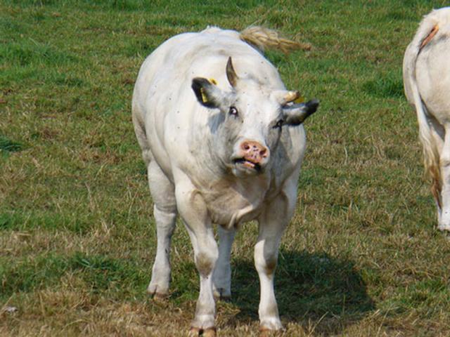 Treisprezece persoane din satul Dealu - comuna Zvoriştea au intrat în contact cu o vacă diagnosticată cu turbare