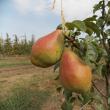 Material săditor de calitate şi sfaturi profesionale pentru înfiinţarea culturilor de arbuşti şi pomi fructiferi