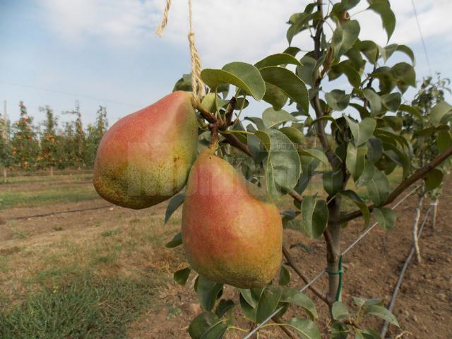 Material săditor de calitate şi sfaturi profesionale pentru înfiinţarea culturilor de arbuşti şi pomi fructiferi