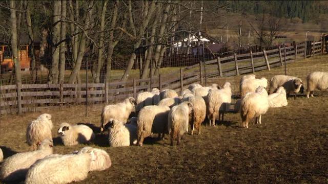 Haitele de lupi fac ravagii în ţarcurile crescătorilor de animale din zona Dornelor