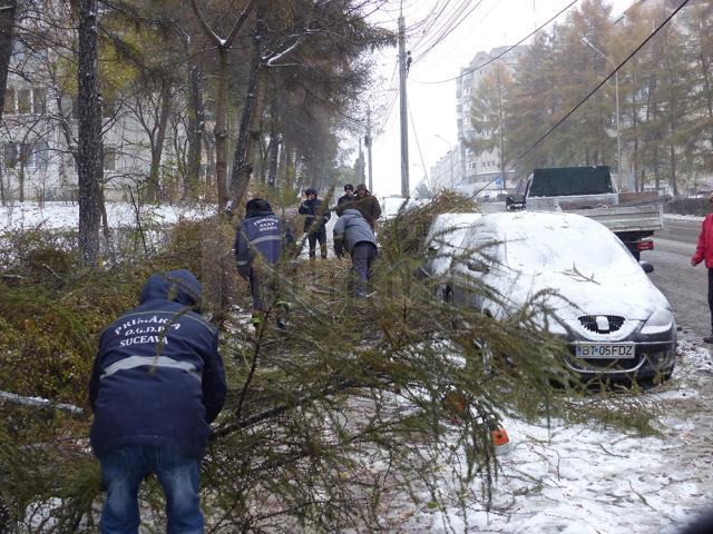 Pe bulevardul George Enescu mai mulți copaci de mici dimensiuni au căzut peste mașini