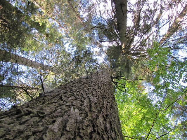 Pădurile gestionate de Direcția Silvică Suceava se numără printre cele mai bine gospodărite suprafețe forestiere din lume, respectarea standardelor FSC fiind verificată de auditori internaționali