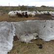 1.000 de lei amendă pentru proprietarul animalelor lăsate de izbelişte la Salcea