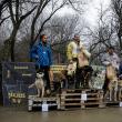 Două medalii de aur la „Cupa Clujului” la atelaje trase de câini au ajuns la Vatra Dornei