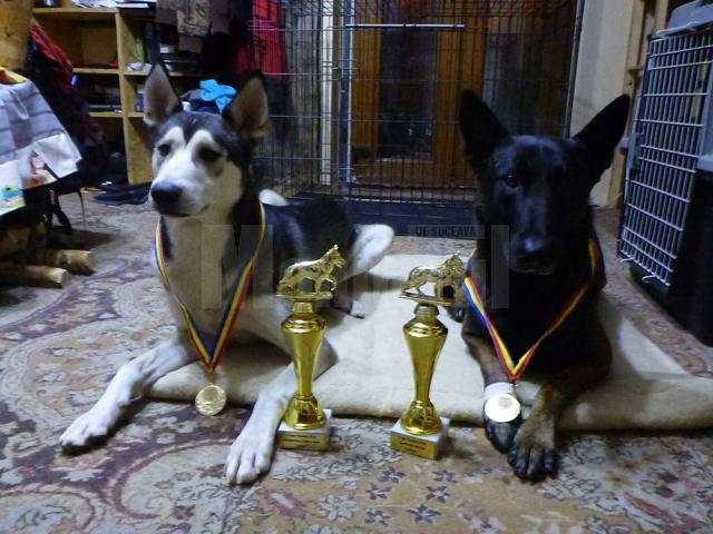 Două medalii de aur la „Cupa Clujului” la atelaje trase de câini au ajuns la Vatra Dornei