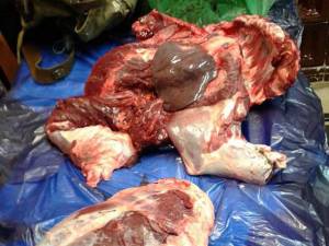 În interiorul celor două rucsacuri au fost descoperite 44 de kg de carne provenite din tranşarea animalului