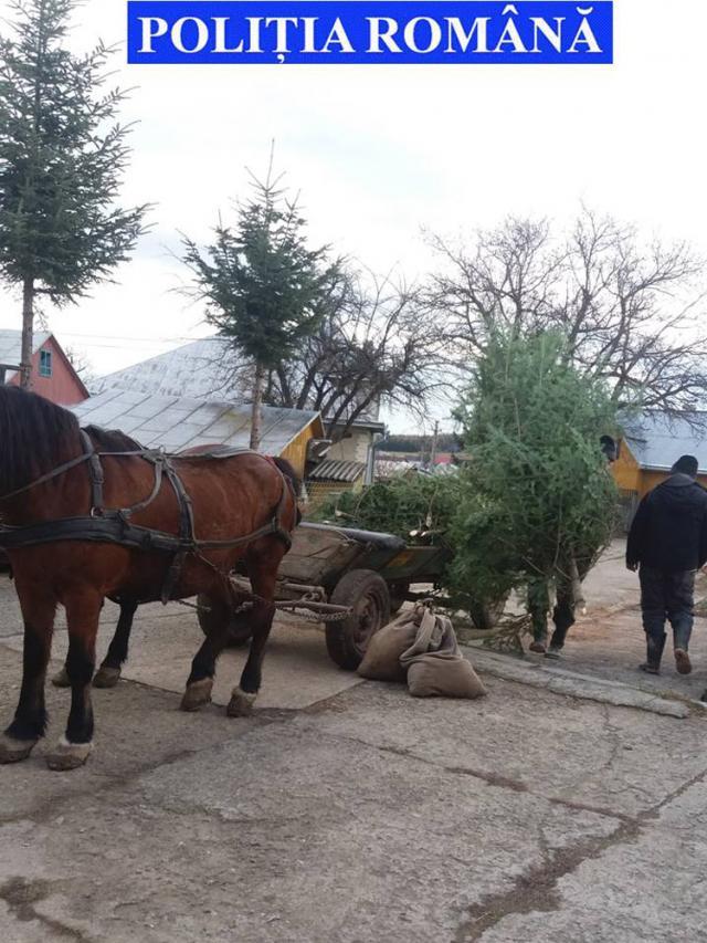 Poliţiştii au confiscat căruța și brazii găsiţi asupra celor doi bărbaţi din Botoșana
