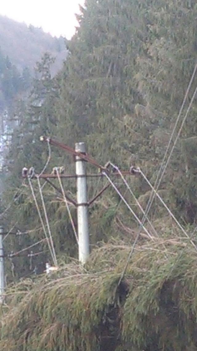 Cele mai multe probleme la reţeaua de curent electric au fost cauzate de copacii doborâţi de vânt, care au căzut peste fire