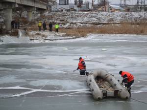 Intervenţia pentru salvarea lebedelor de pe râul Suceava a continuat sâmbătă