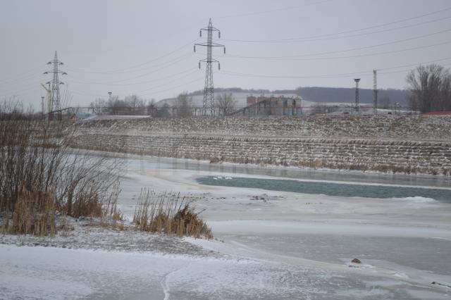 Intervenţia pentru salvarea lebedelor de pe râul Suceava a continuat sâmbătă