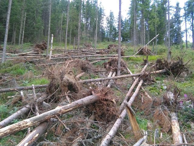 Tăieri ilegale de arbori, prin înscenarea unor furtuni