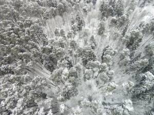 Imagini surprinse cu drona, folosite de Garda Forestieră Suceava pentru combaterea tăierilor ilegale de pădure
