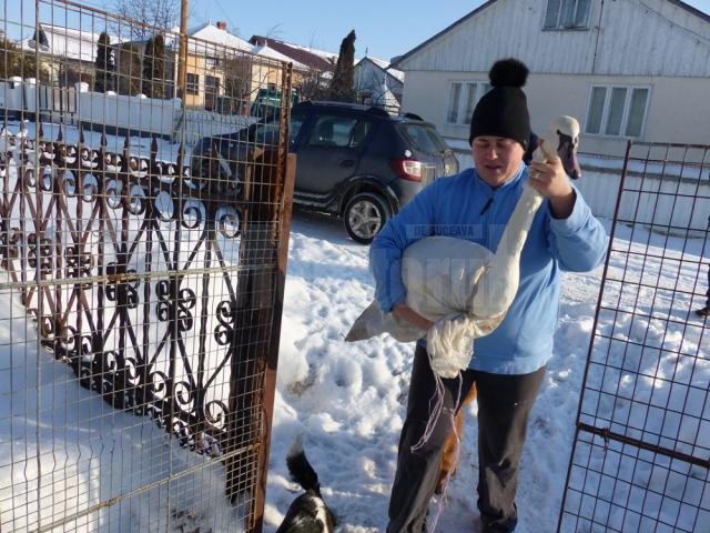 Cele trei lebede salvate au ajuns la Elena Humeniuc din Plopeni, care va avea grijă de ele în perioada rece a iernii