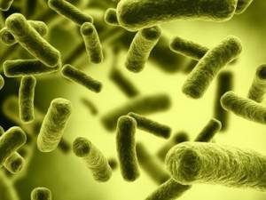 Bacteria E-Coli