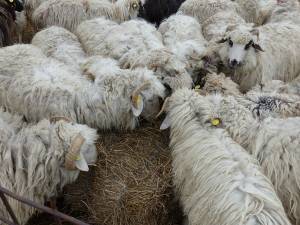 Oile au fost furate tocmai în luna septembrie a anului trecut de la o stână din Păltinoasa