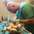 Operaţiile de sterilizare vor fi făcute în mod gratuit de către doctorii veterinari