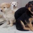 Câini sterilizaţi gratuit într-o acţiune organizată de Asociaţia ”Casa lui Patrocle”