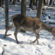 Hrana pentru animalele sălbatice din pădurile Sucevei, asigurată de silvicultori