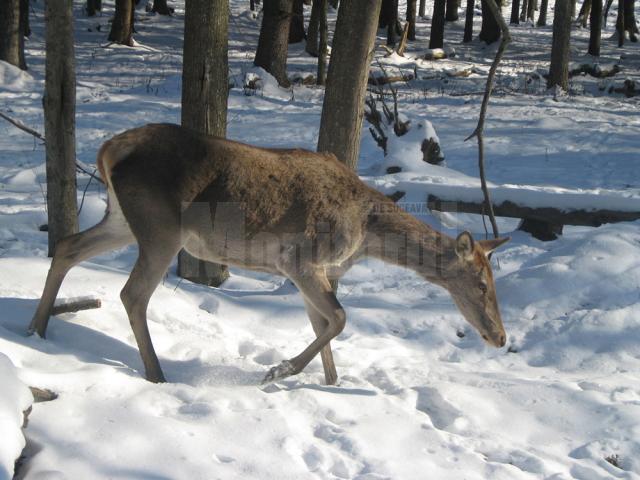 Hrana pentru animalele sălbatice din pădurile Sucevei, asigurată de silvicultori