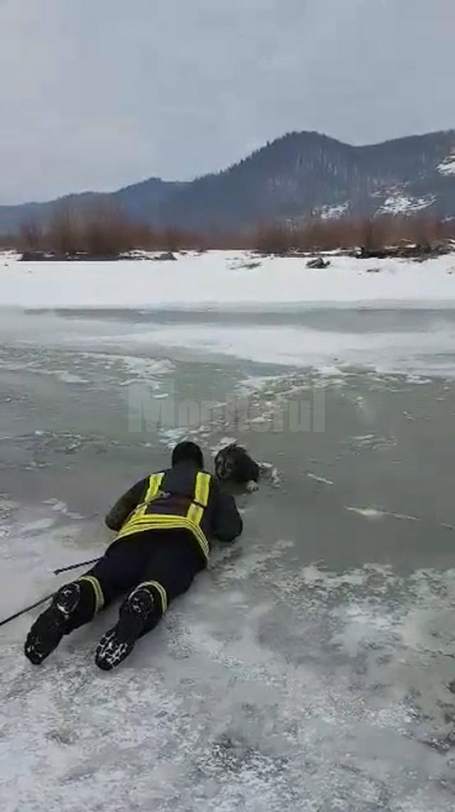 Salvarea unui câine care rămăsese blocat în apa îngheţată a râului Moldova, în cartierul Voroneţ