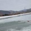 Câine salvat de pompieri din apele îngheţate ale râului Moldova